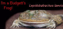 I'm a Budgett's Frog!